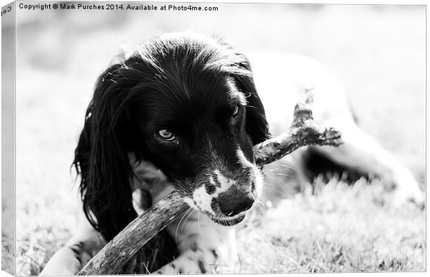 Fun with Pet Springer Spaniel Canvas Print by Mark Purches