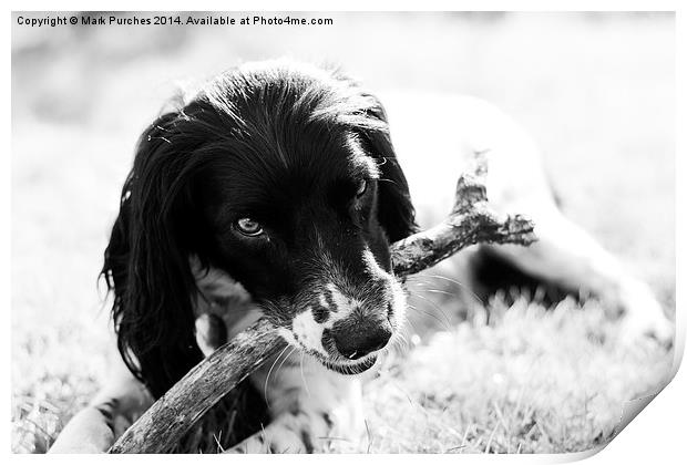 Fun with Pet Springer Spaniel Print by Mark Purches