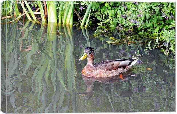  A small duck swims happily amongst the reeds Canvas Print by Frank Irwin