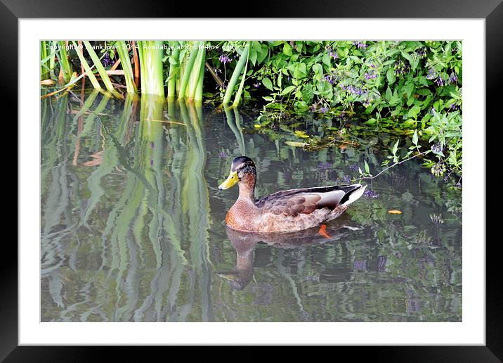  A small duck swims happily amongst the reeds Framed Mounted Print by Frank Irwin