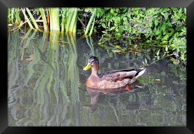  A small duck swims happily amongst the reeds Framed Print by Frank Irwin