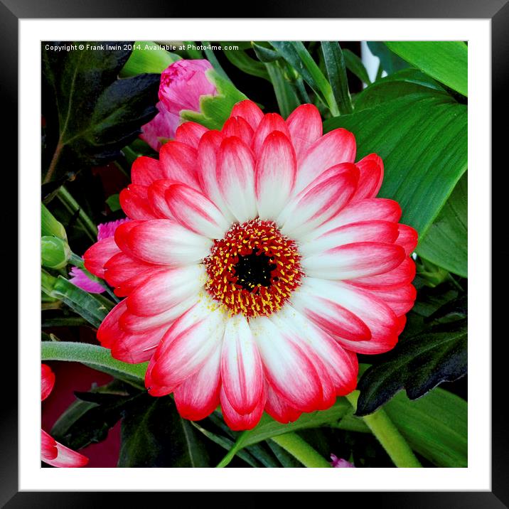  Gerbera Jamesonii in all its glory Framed Mounted Print by Frank Irwin