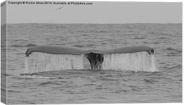  Humpback whale in Monterey Bay California Canvas Print by Richie Miles