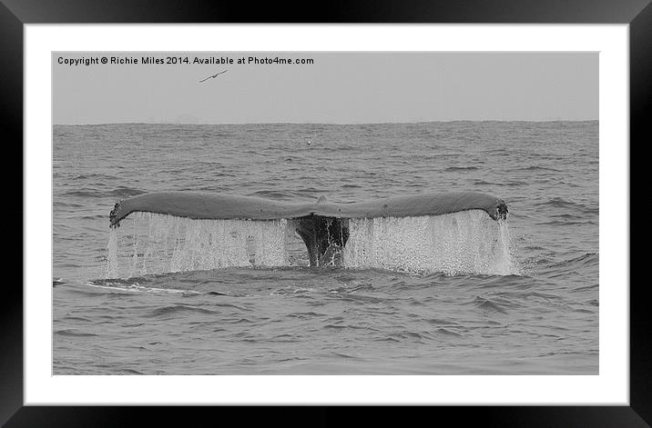  Humpback whale in Monterey Bay California Framed Mounted Print by Richie Miles