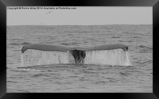  Humpback whale in Monterey Bay California Framed Print by Richie Miles