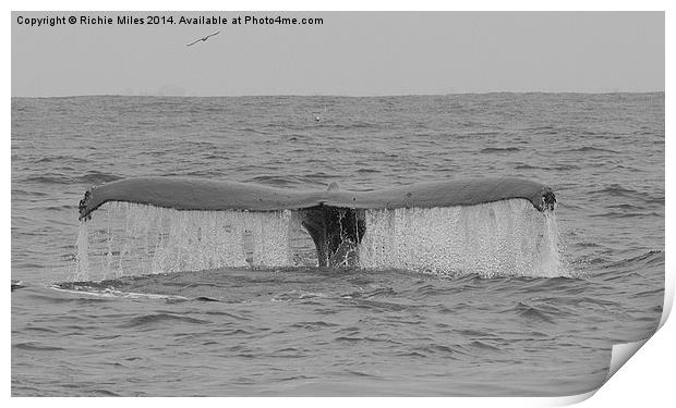  Humpback whale in Monterey Bay California Print by Richie Miles