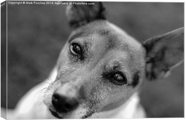  Jack Russell Dog B&W Canvas Print by Mark Purches