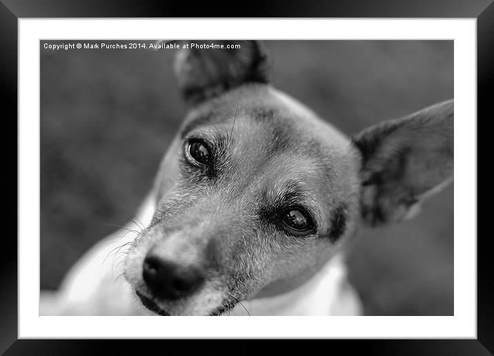  Jack Russell Dog B&W Framed Mounted Print by Mark Purches