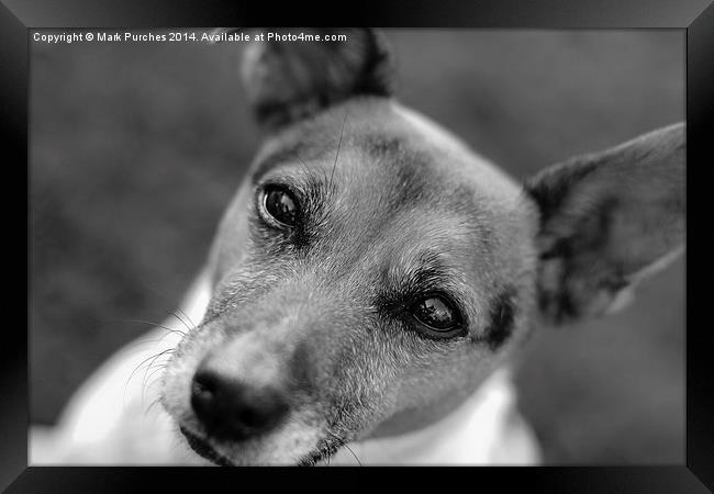  Jack Russell Dog B&W Framed Print by Mark Purches