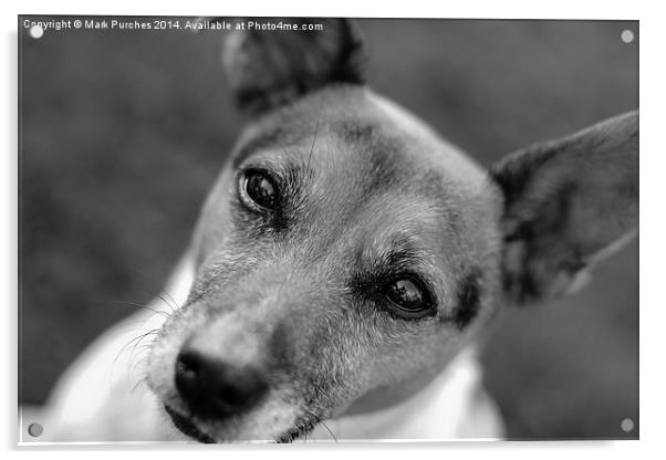  Jack Russell Dog B&W Acrylic by Mark Purches