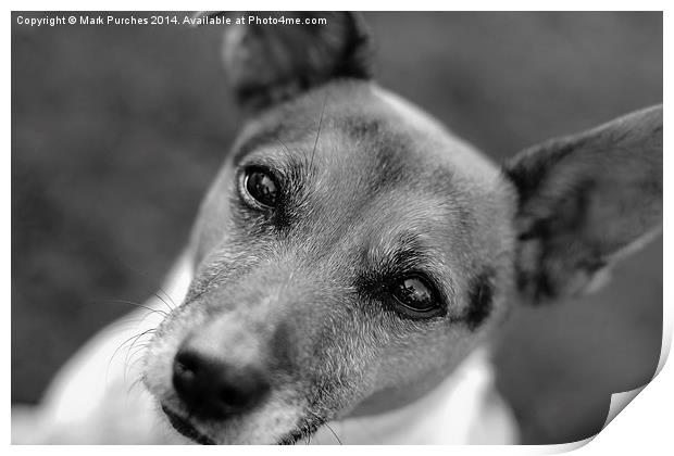 Jack Russell Dog B&W Print by Mark Purches