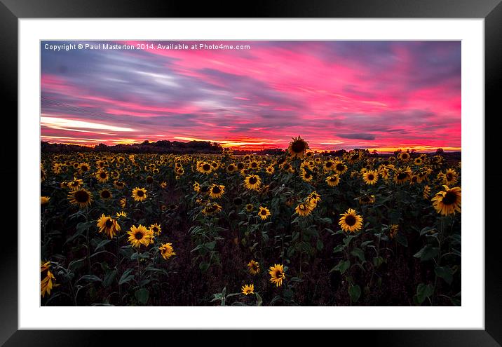  Sunflowers hiding from a firey sky Framed Mounted Print by Paul Masterton