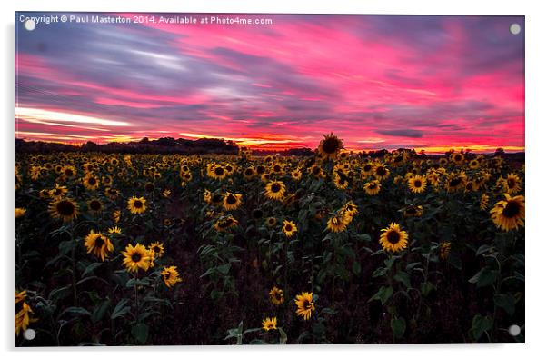  Sunflowers hiding from a firey sky Acrylic by Paul Masterton