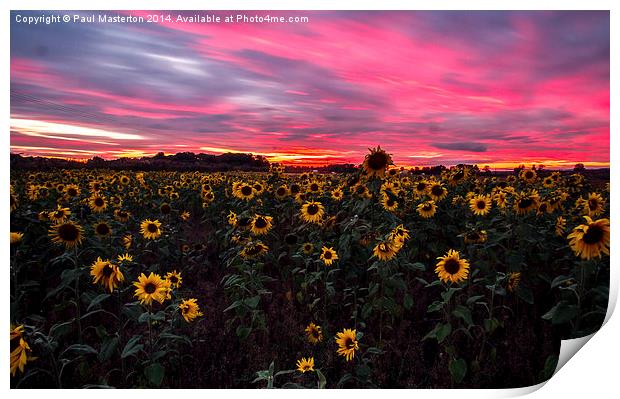  Sunflowers hiding from a firey sky Print by Paul Masterton