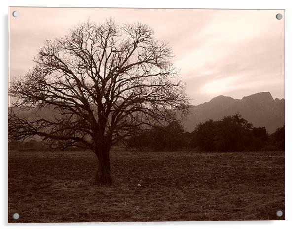 Moody tree Acrylic by joel ormsby