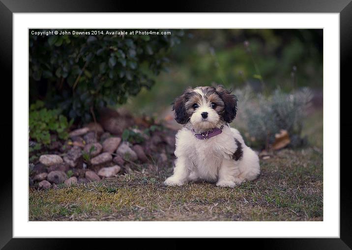  Cute Puppy Framed Mounted Print by John Downes