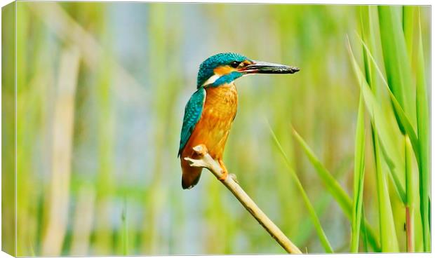  Kingfisher With Lunch Canvas Print by Tim Clifton