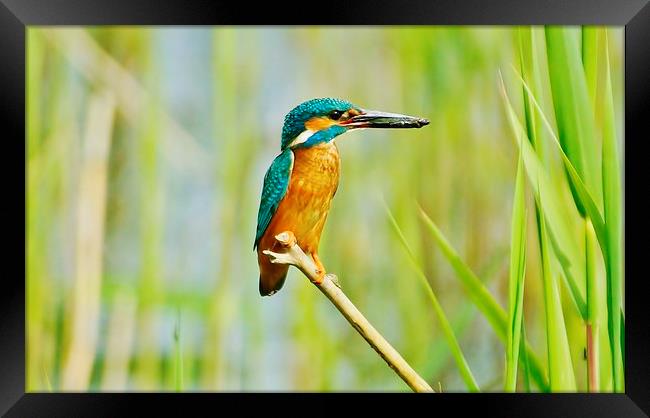  Kingfisher With Lunch Framed Print by Tim Clifton