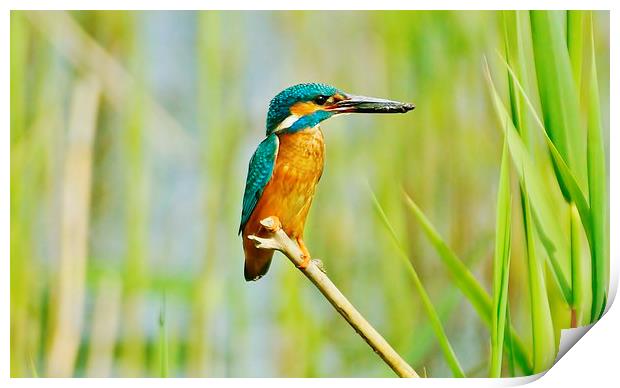  Kingfisher With Lunch Print by Tim Clifton