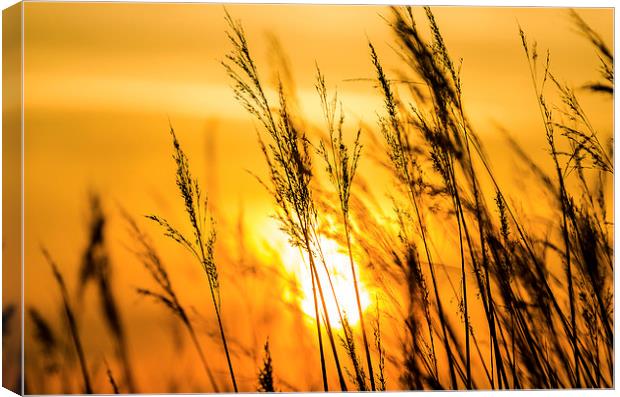  Sunset Canvas Print by Lee Wilson