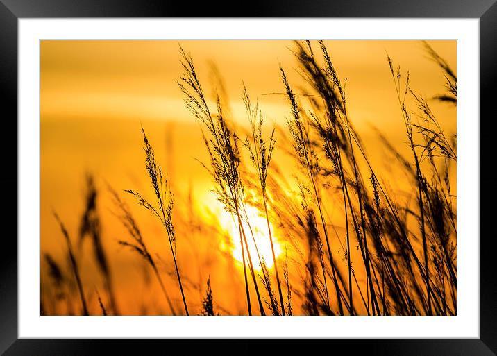  Sunset Framed Mounted Print by Lee Wilson