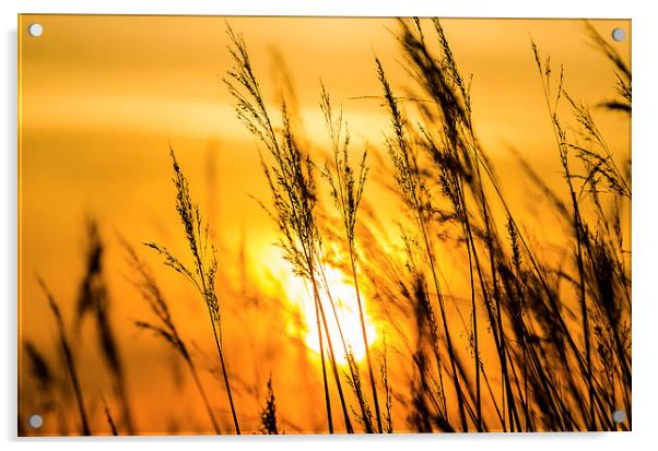  Sunset Acrylic by Lee Wilson
