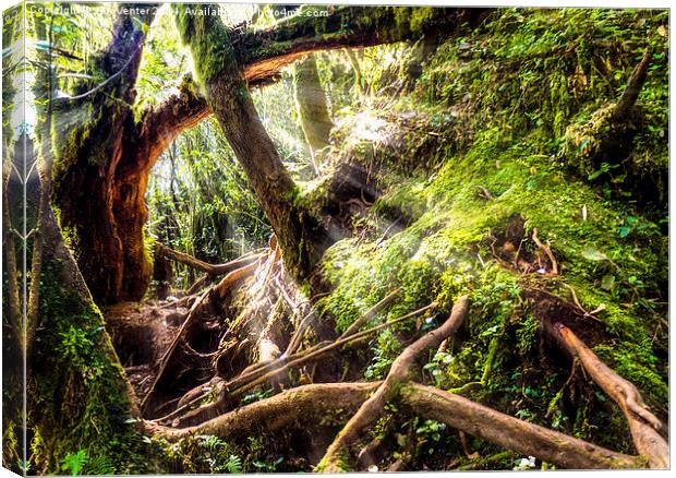  Mossy Forest Canvas Print by Jan Venter