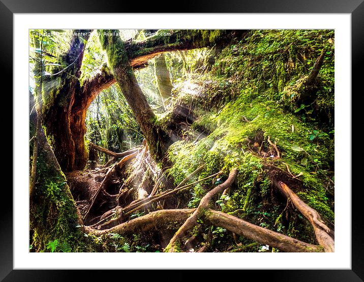  Mossy Forest Framed Mounted Print by Jan Venter
