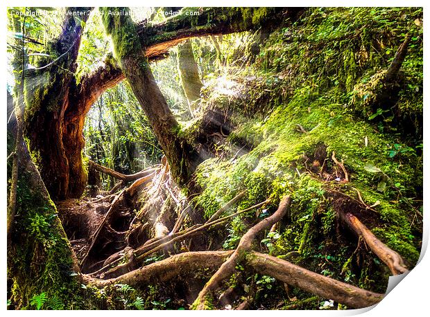  Mossy Forest Print by Jan Venter
