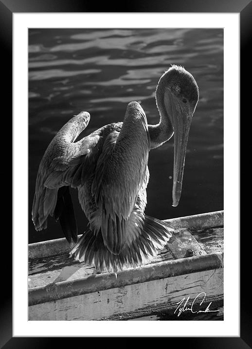 Pelican Framed Mounted Print by Tyler  Crocker