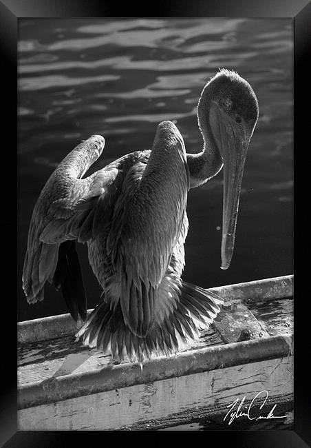 Pelican Framed Print by Tyler  Crocker