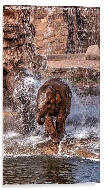 Baby Elephants Joy Acrylic by rawshutterbug 