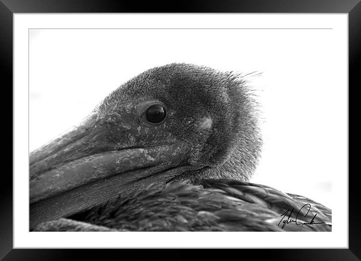 Pelican (close up) Framed Mounted Print by Tyler  Crocker
