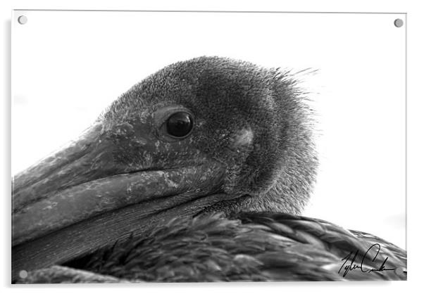 Pelican (close up) Acrylic by Tyler  Crocker