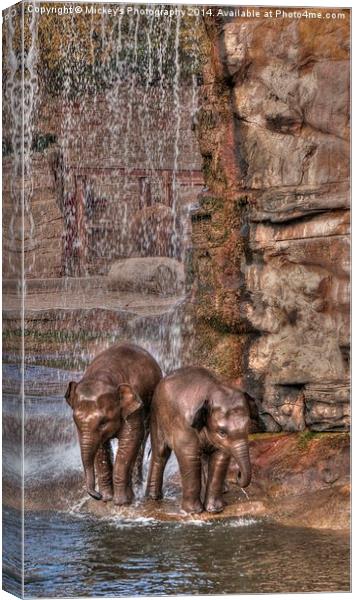 Baby Elephant Shower Canvas Print by rawshutterbug 