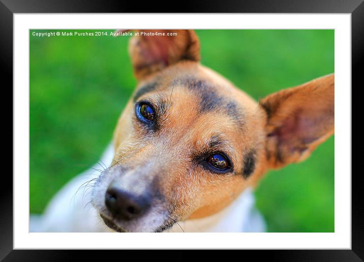 Pretty Jack Russell Dog Framed Mounted Print by Mark Purches