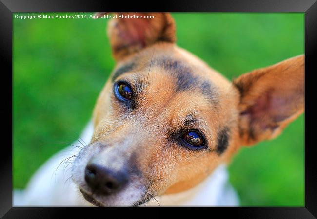 Pretty Jack Russell Dog Framed Print by Mark Purches
