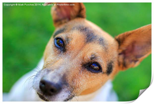 Pretty Jack Russell Dog Print by Mark Purches