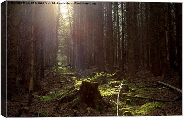  Whinlatter Forest Canvas Print by Stuart Gennery