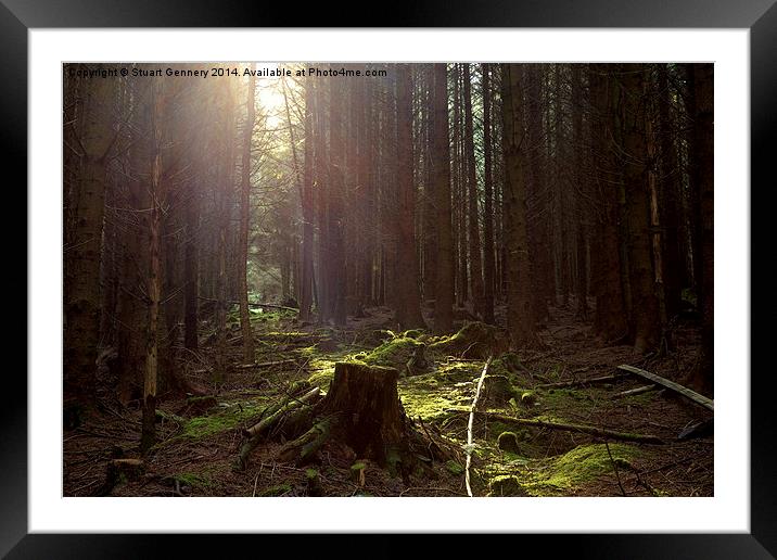  Whinlatter Forest Framed Mounted Print by Stuart Gennery