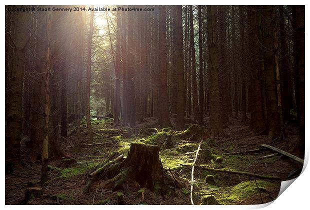  Whinlatter Forest Print by Stuart Gennery