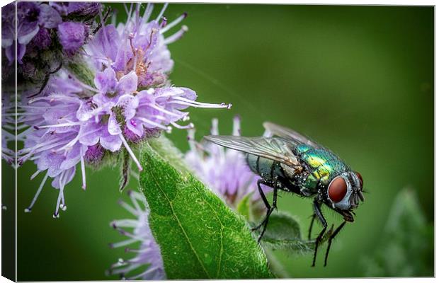  Green Fly on Mint Leaf Canvas Print by Ron Sayer