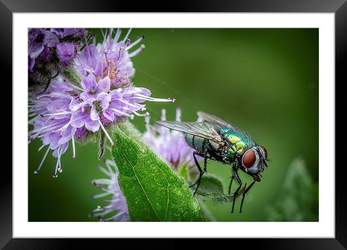  Green Fly on Mint Leaf Framed Mounted Print by Ron Sayer