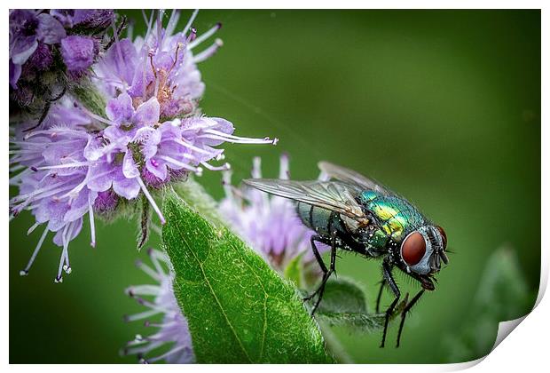  Green Fly on Mint Leaf Print by Ron Sayer