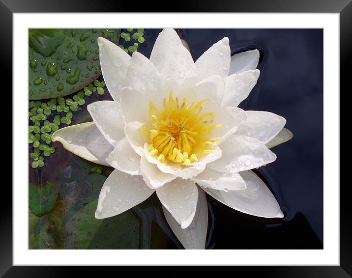 lily Framed Mounted Print by karen taylor