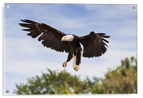 Bald Eagle Landing  Acrylic by Ian Duffield