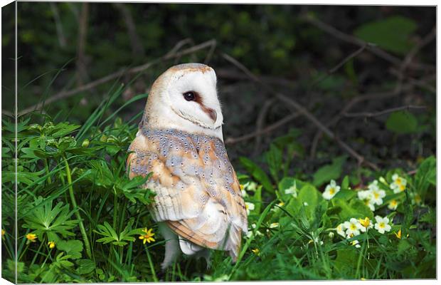  Barn Owl amongst the primroses Canvas Print by Ian Duffield