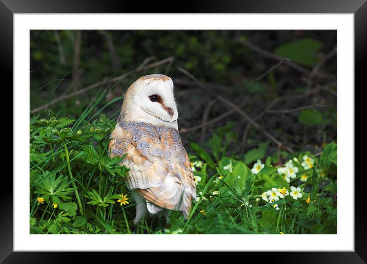 Barn Owl amongst the primroses Framed Mounted Print by Ian Duffield