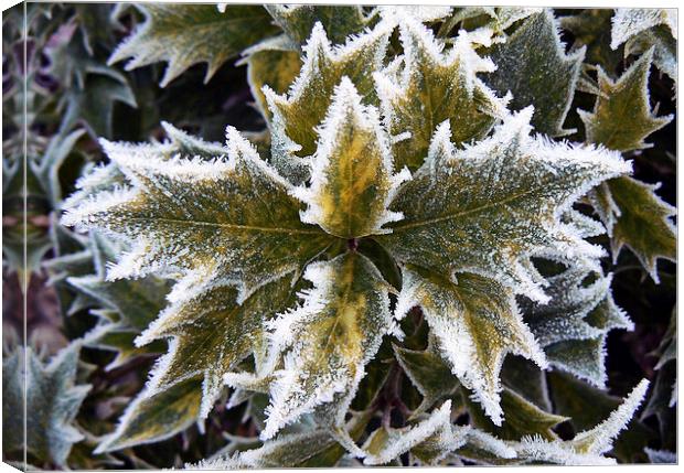  Frosted Holly Leaves Canvas Print by Ian Duffield