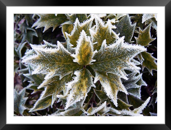  Frosted Holly Leaves Framed Mounted Print by Ian Duffield